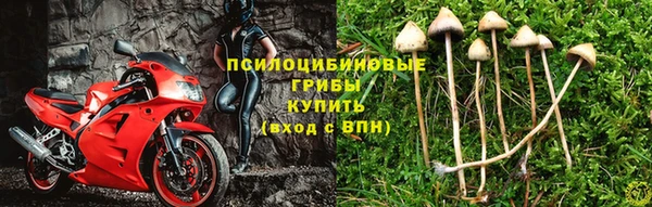 гашик Зерноград