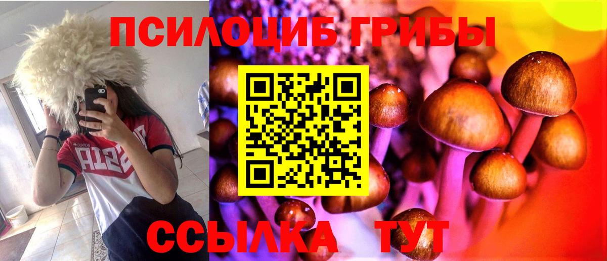 дарнет шоп  Галлюциногенные грибы Psilocybine cubensis  Карабулак  Галлюциногенные грибы Cubensis 
