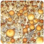 Псилоцибиновые (галлюциногенные)  грибы Psilocybin "Golden Teacher" в Карабулаке