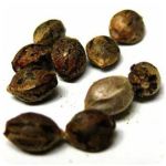 Семена марихуаны АК-47  (Seeds AK-47) в Карабулаке